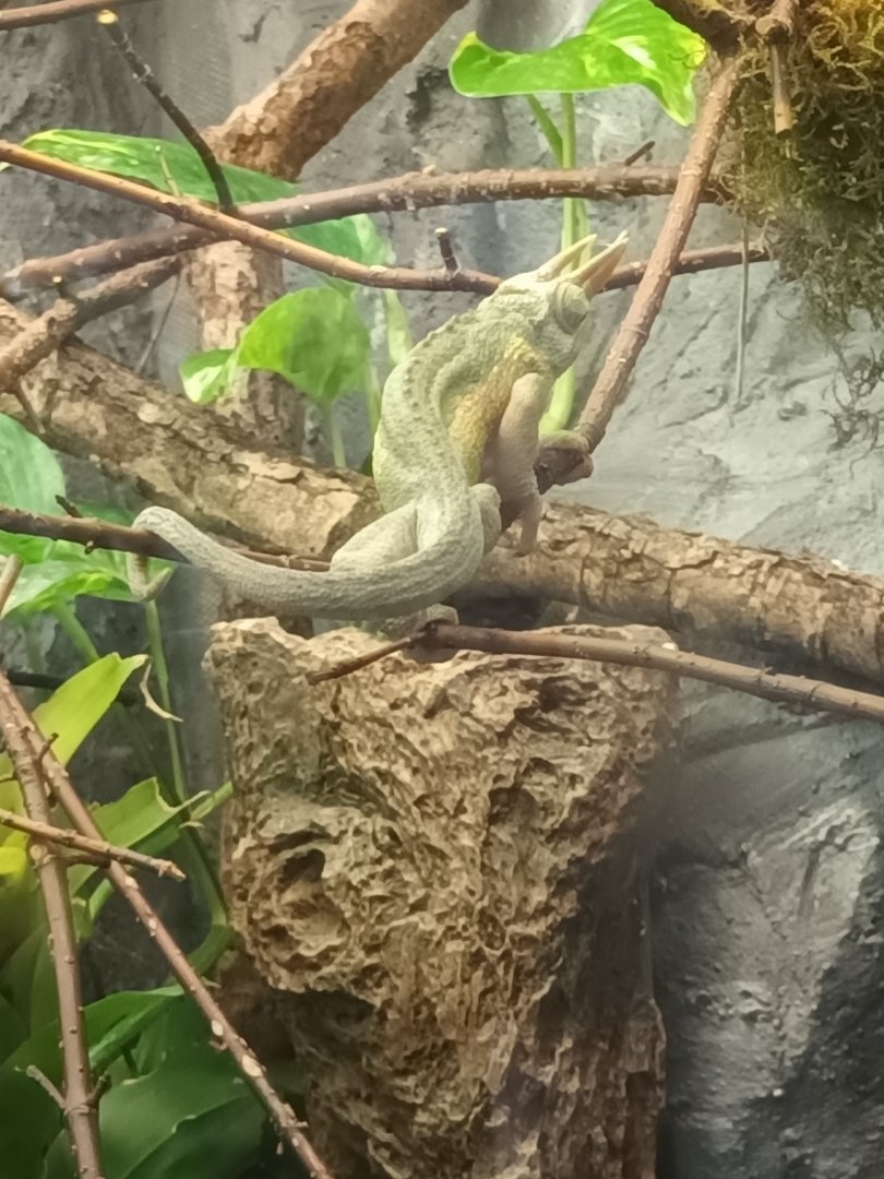 Bird House Jacksons Chameleon