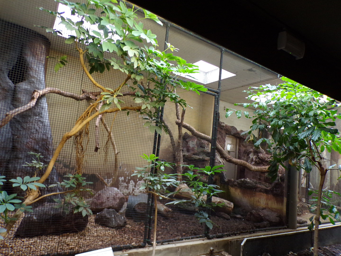 Bird house- Kea indoors 6.7.23