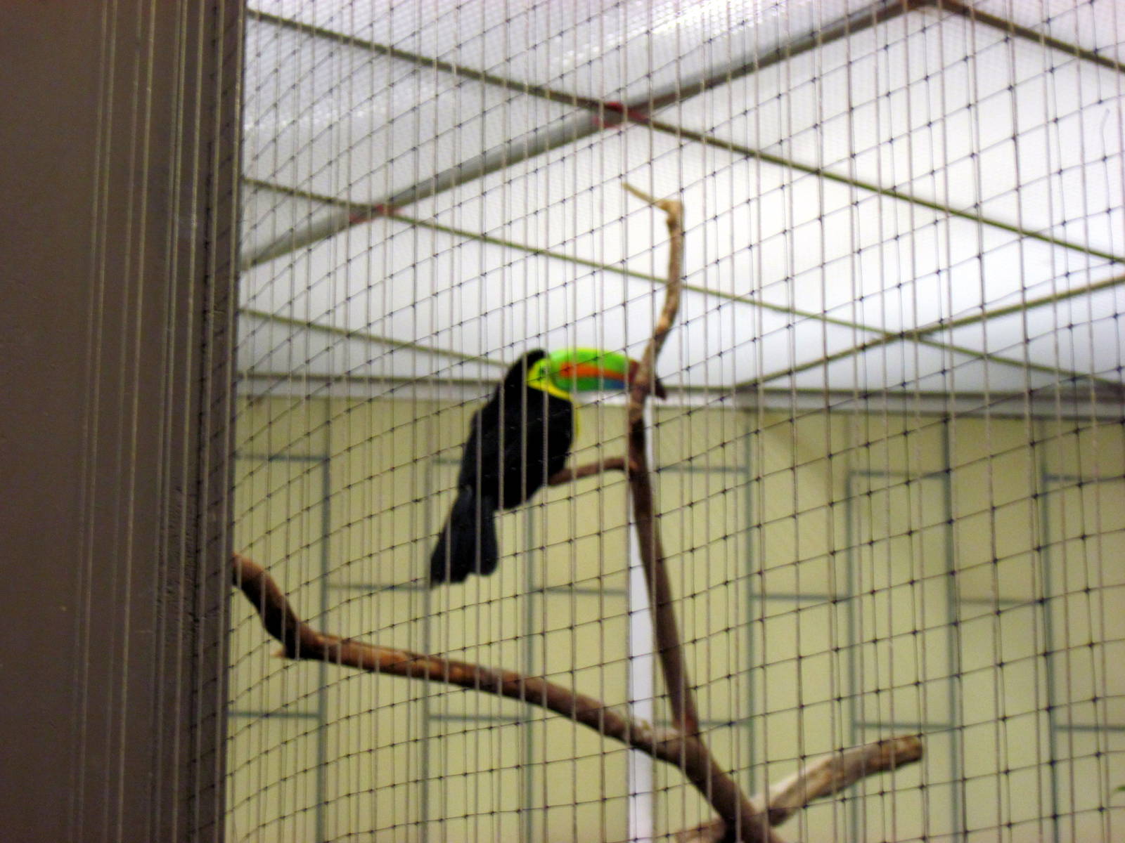 Bird House-Keel-bill Toucan