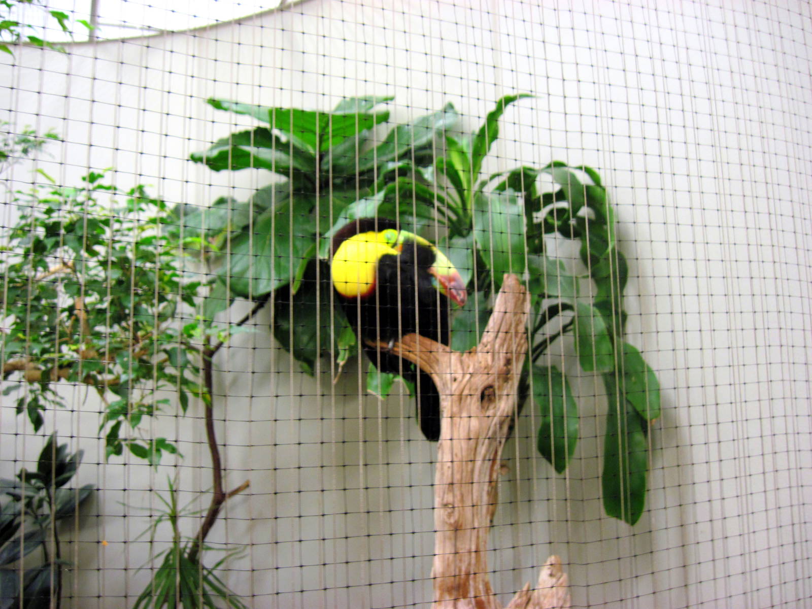 Bird House-Keel-bill Toucan