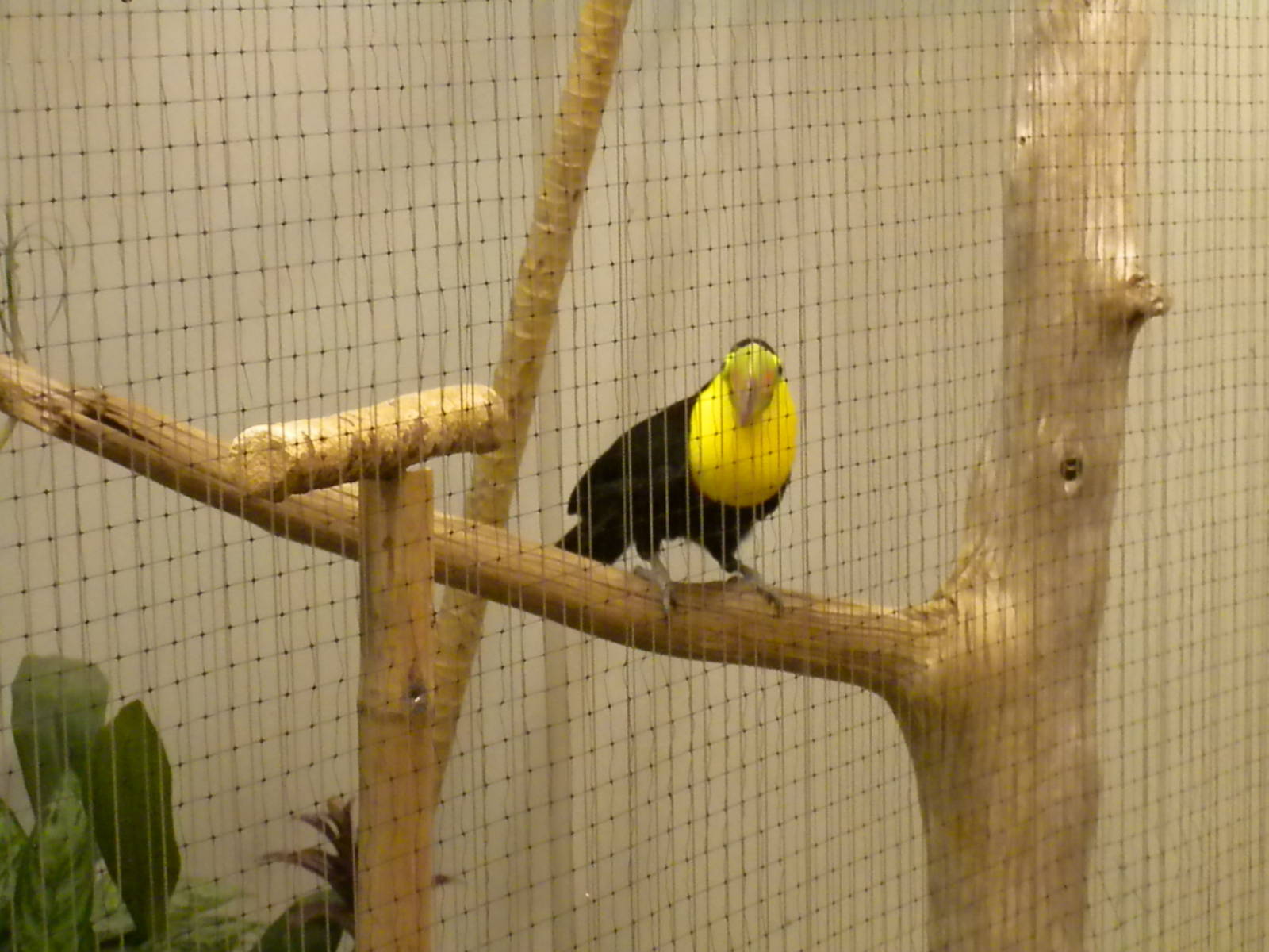 Bird House - Keel-billed Toucan