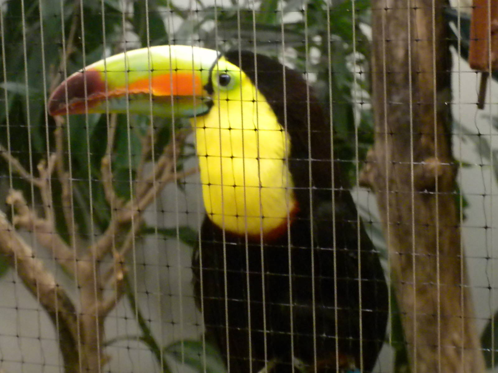 Bird House - Keel-billed Toucan