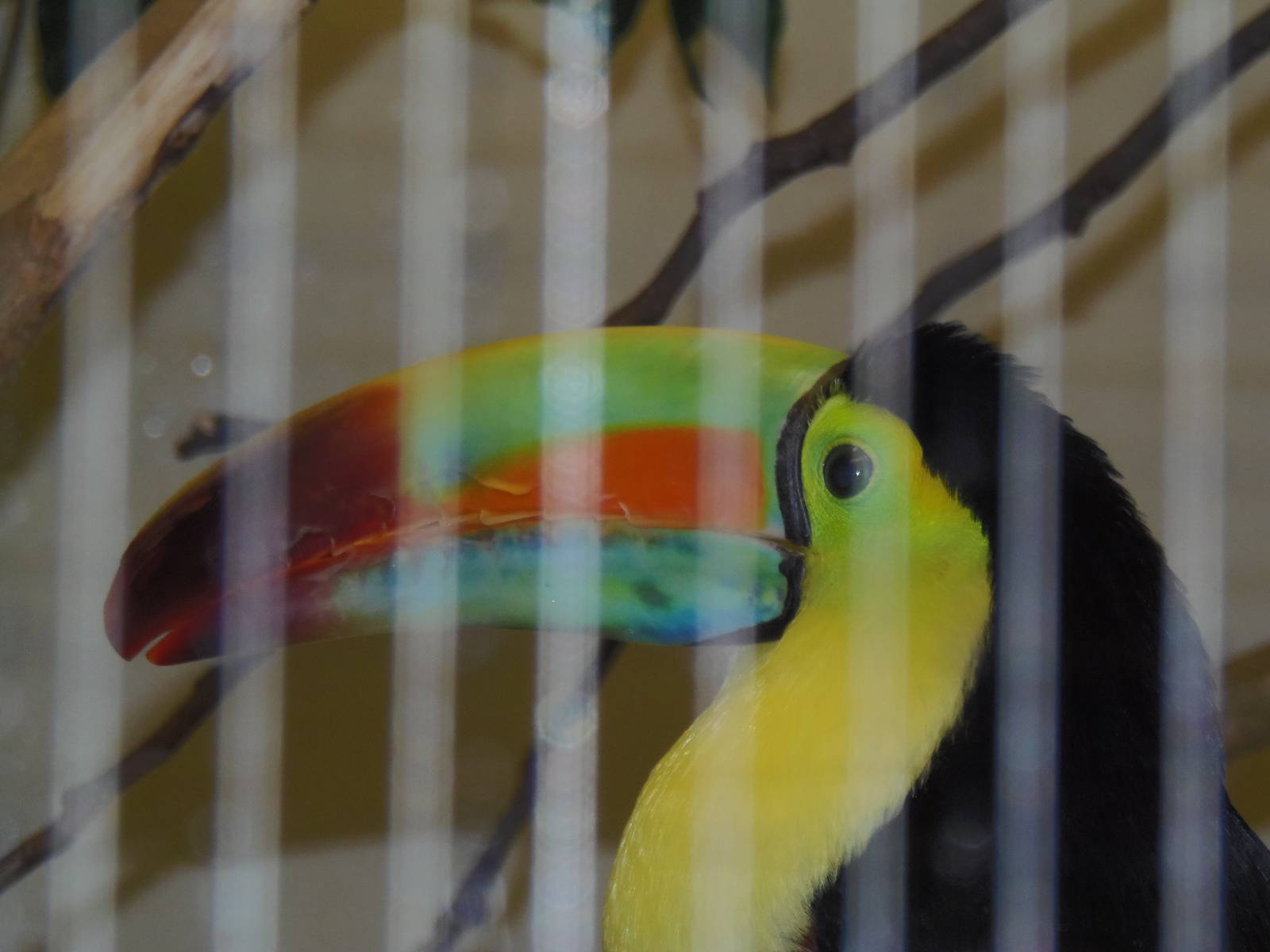 Bird House- Keel-Billed Toucan