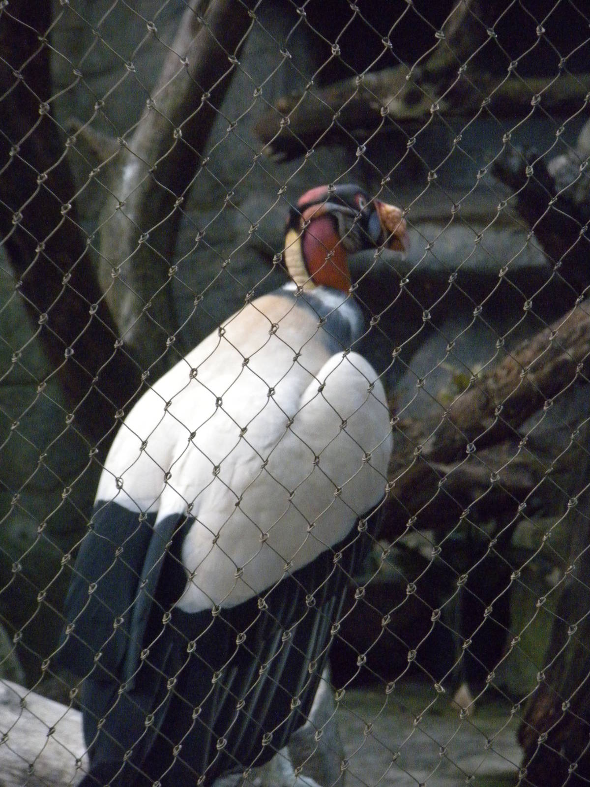 Bird House - King Vulture