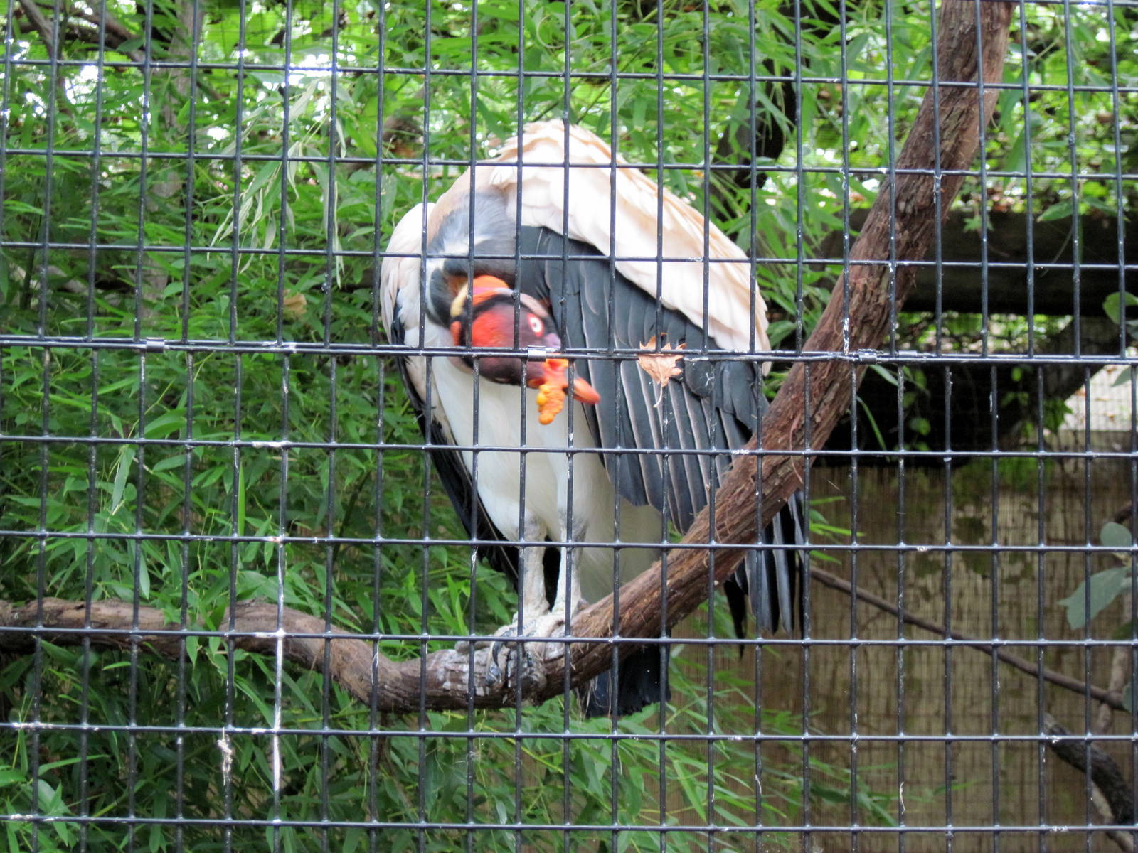 Bird House-King Vulture
