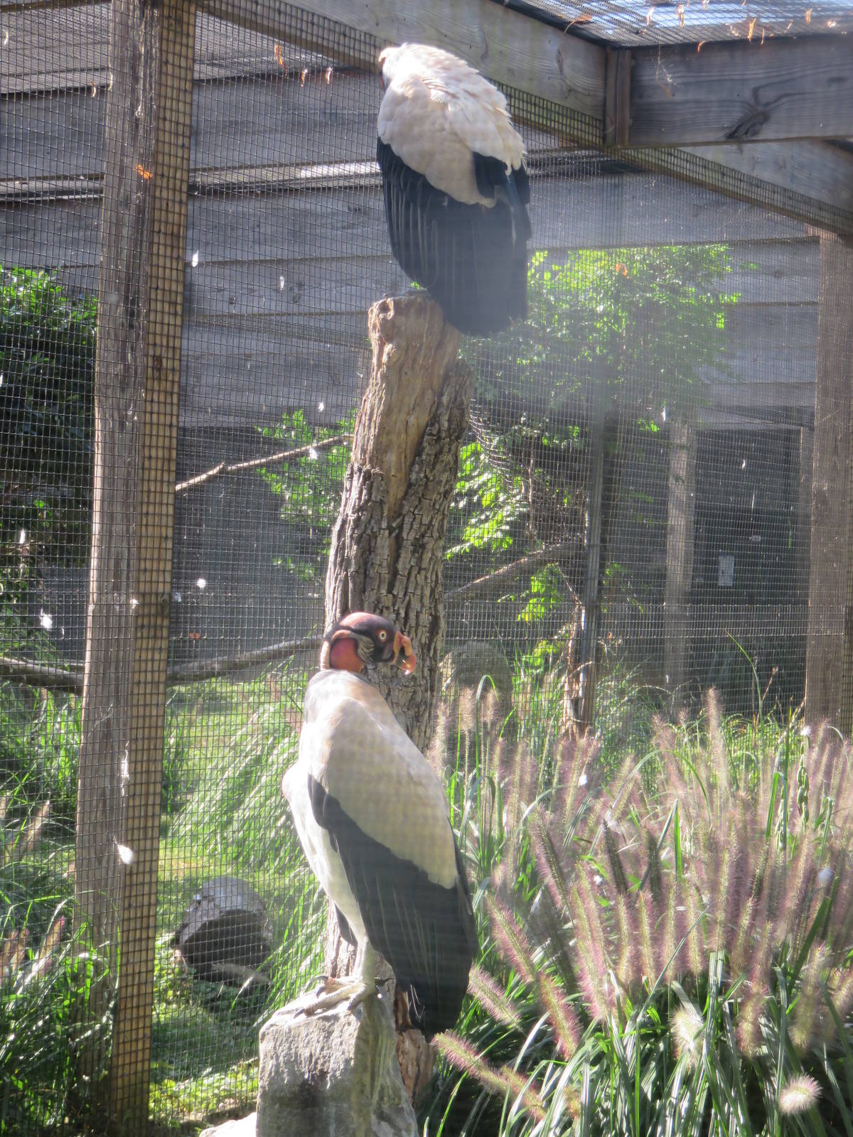 Bird House - King Vulture