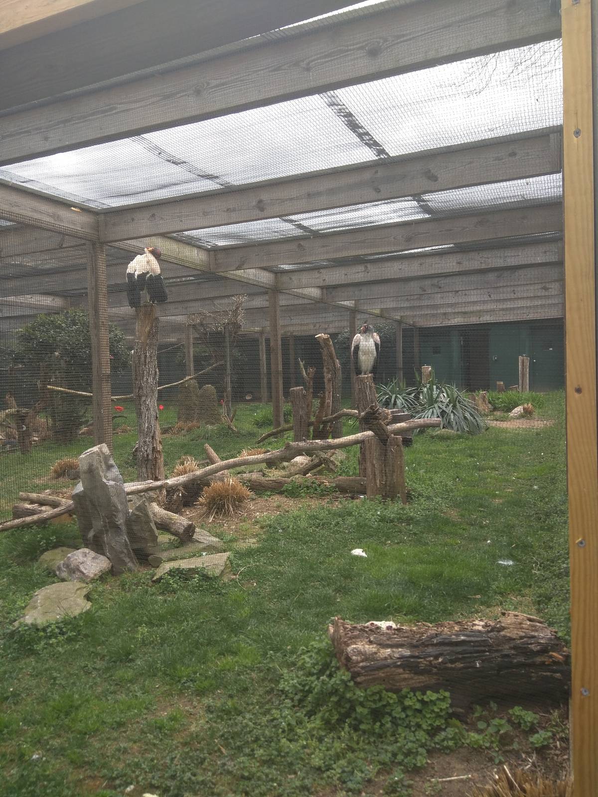 Bird House - King Vulture