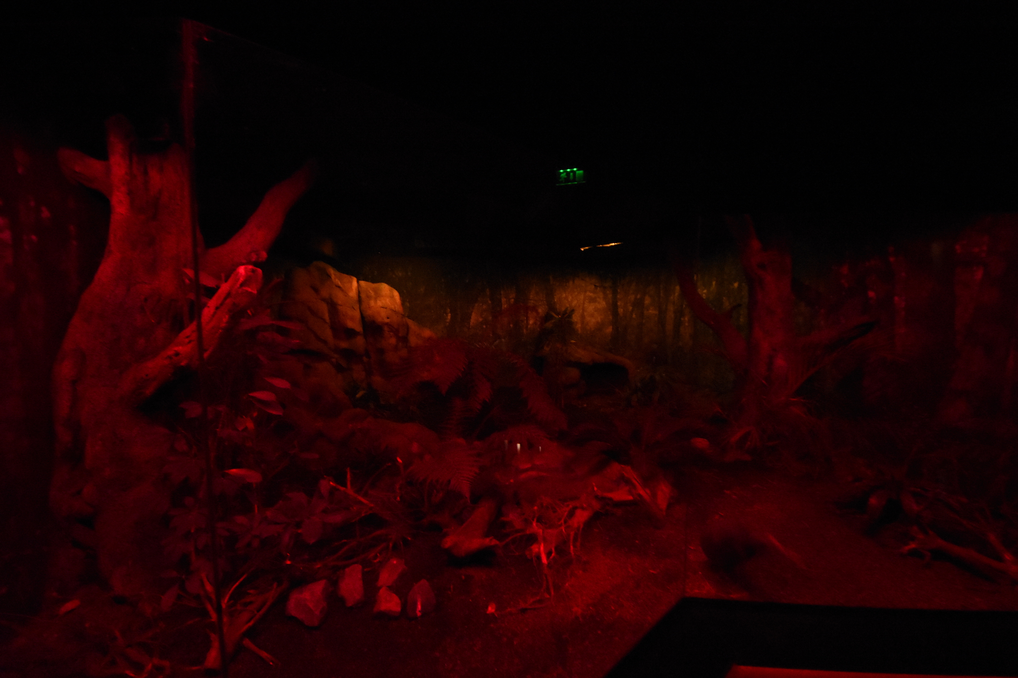 Bird house - Kiwi enclosure