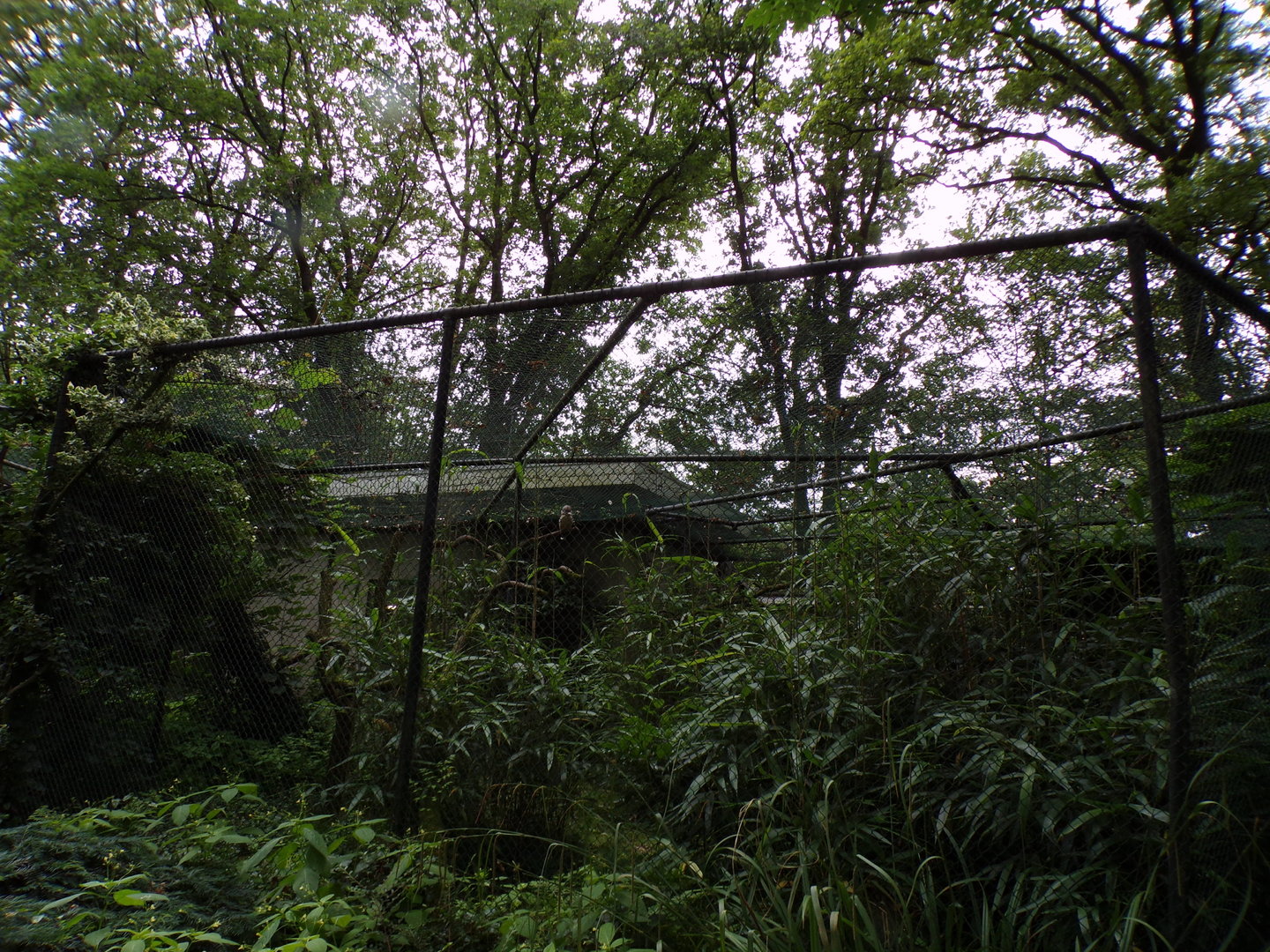 Bird house- Kookaburra cage 6.7.23