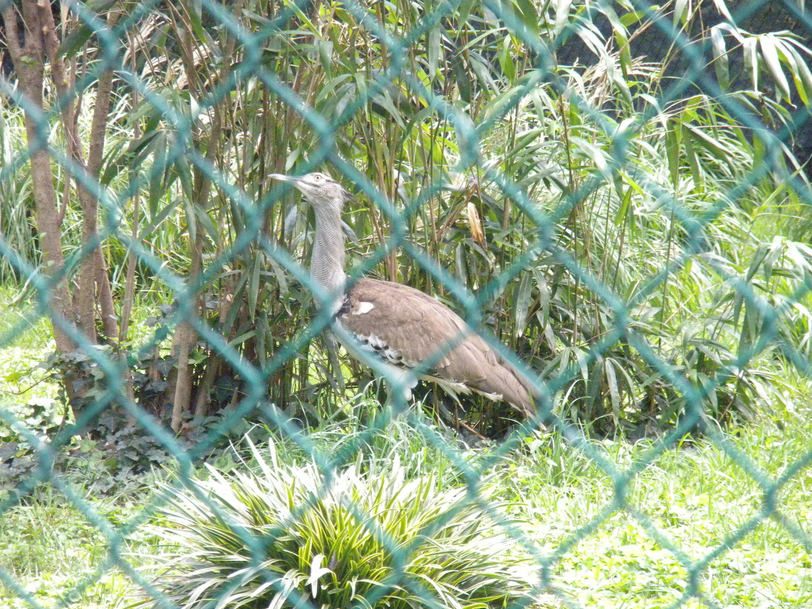 Bird House - Kori Bustard