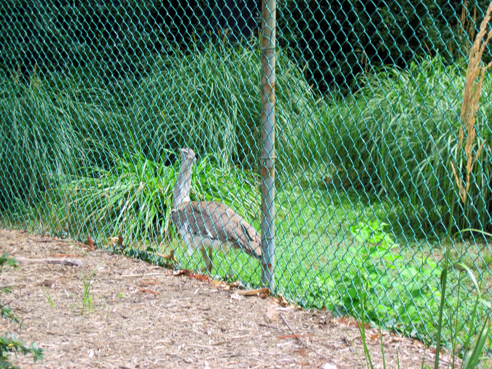 Bird House-Kori Bustard
