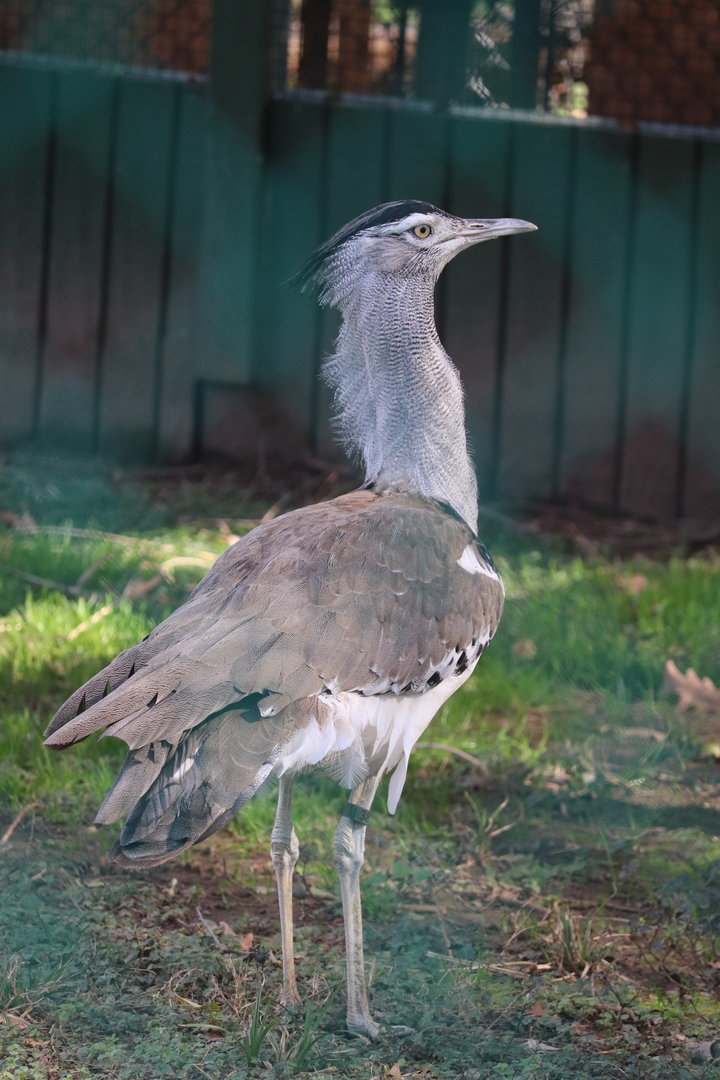 Bird House - Kori Bustard