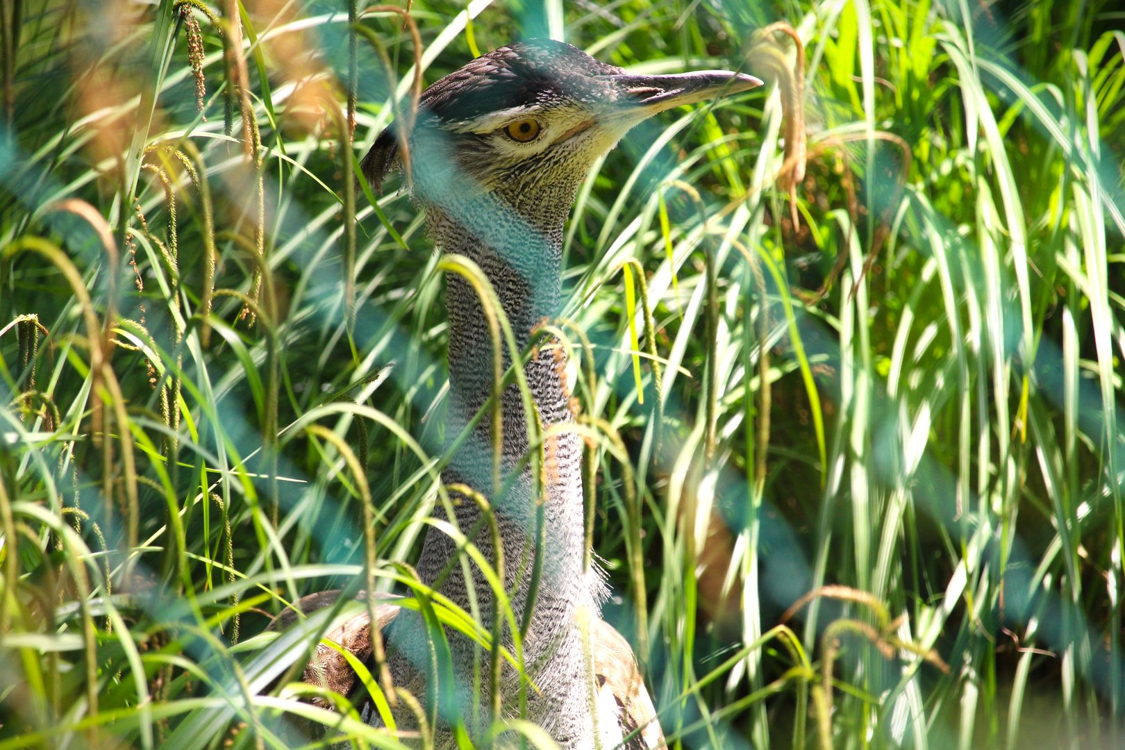 Bird House - Kori Bustard