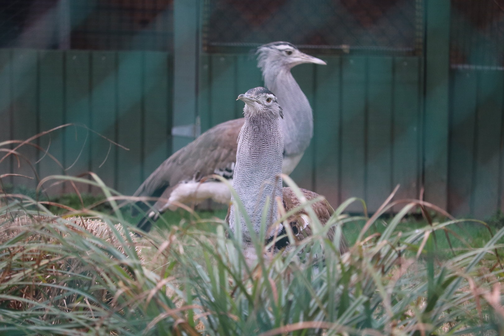 Bird House - Kori Bustards