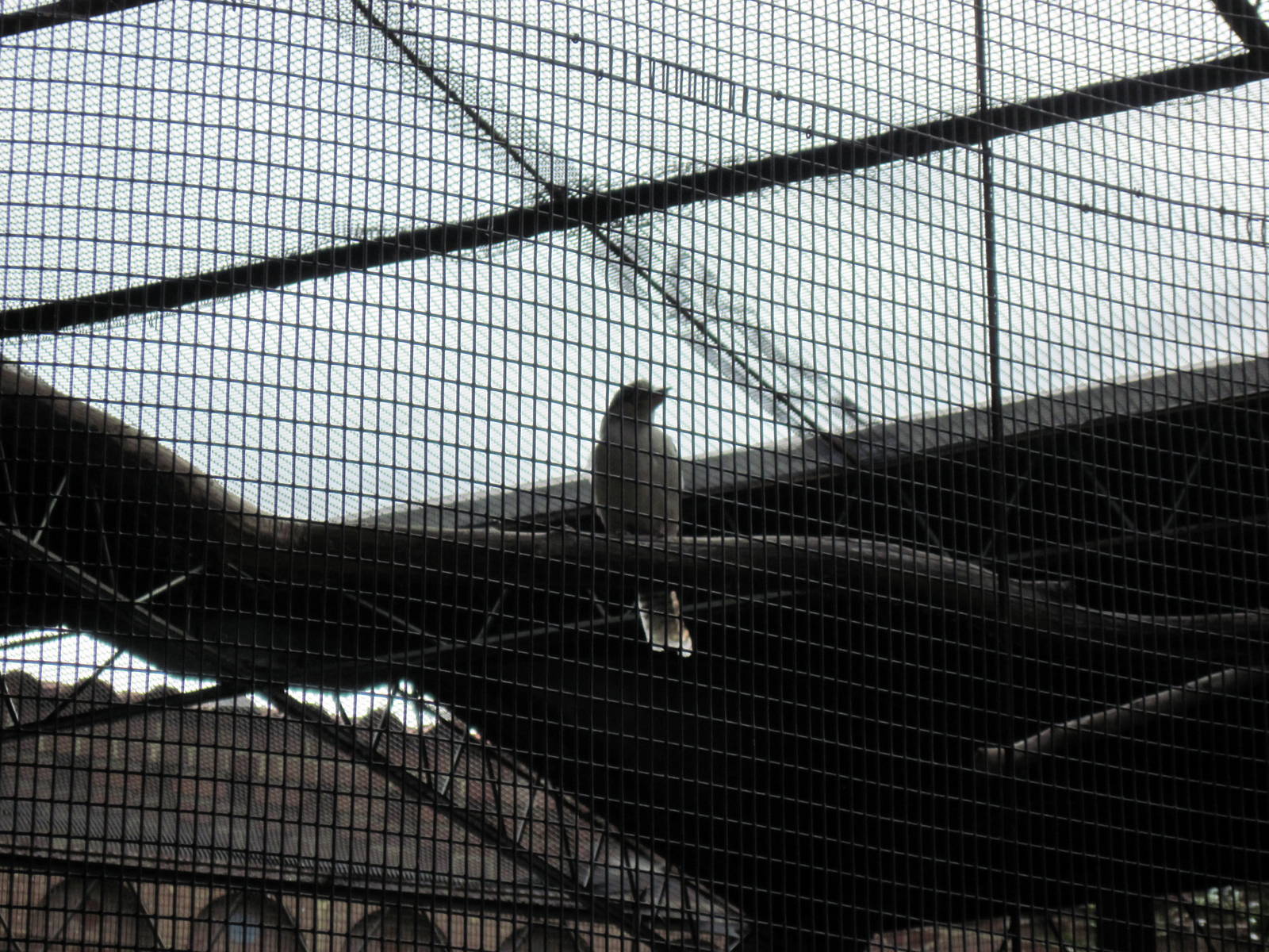 Bird House-Laughing Kookaburra