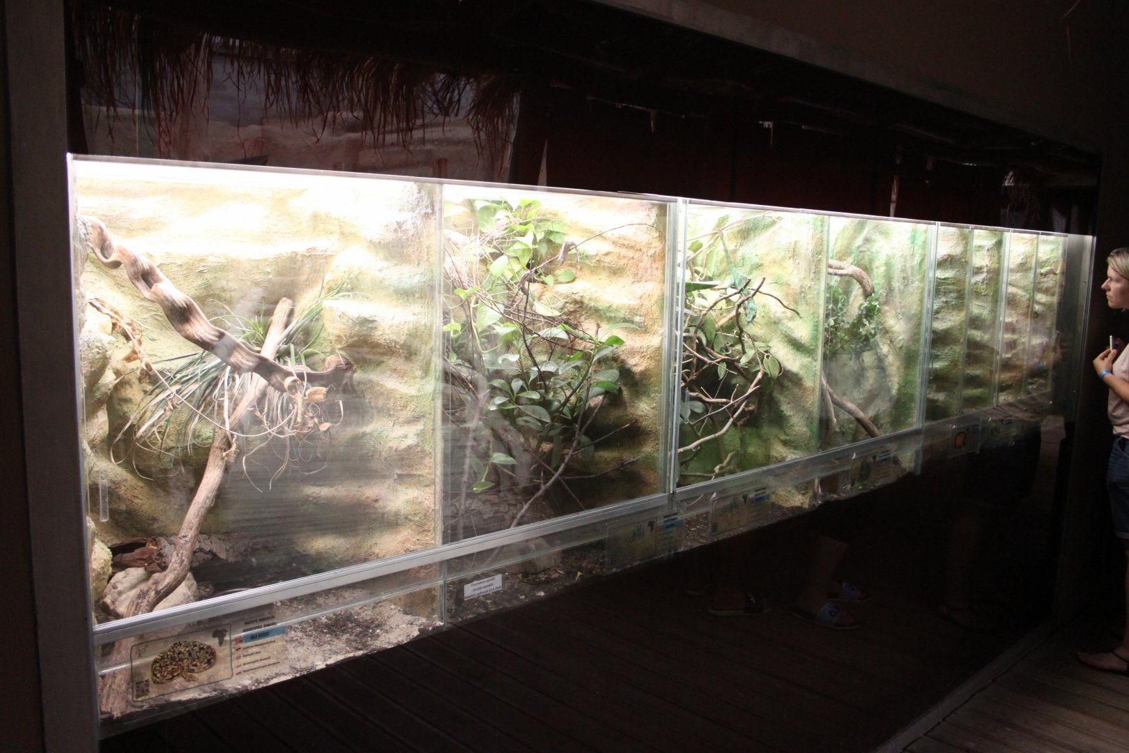 Bird house - Madagascar hall - Terrarium part