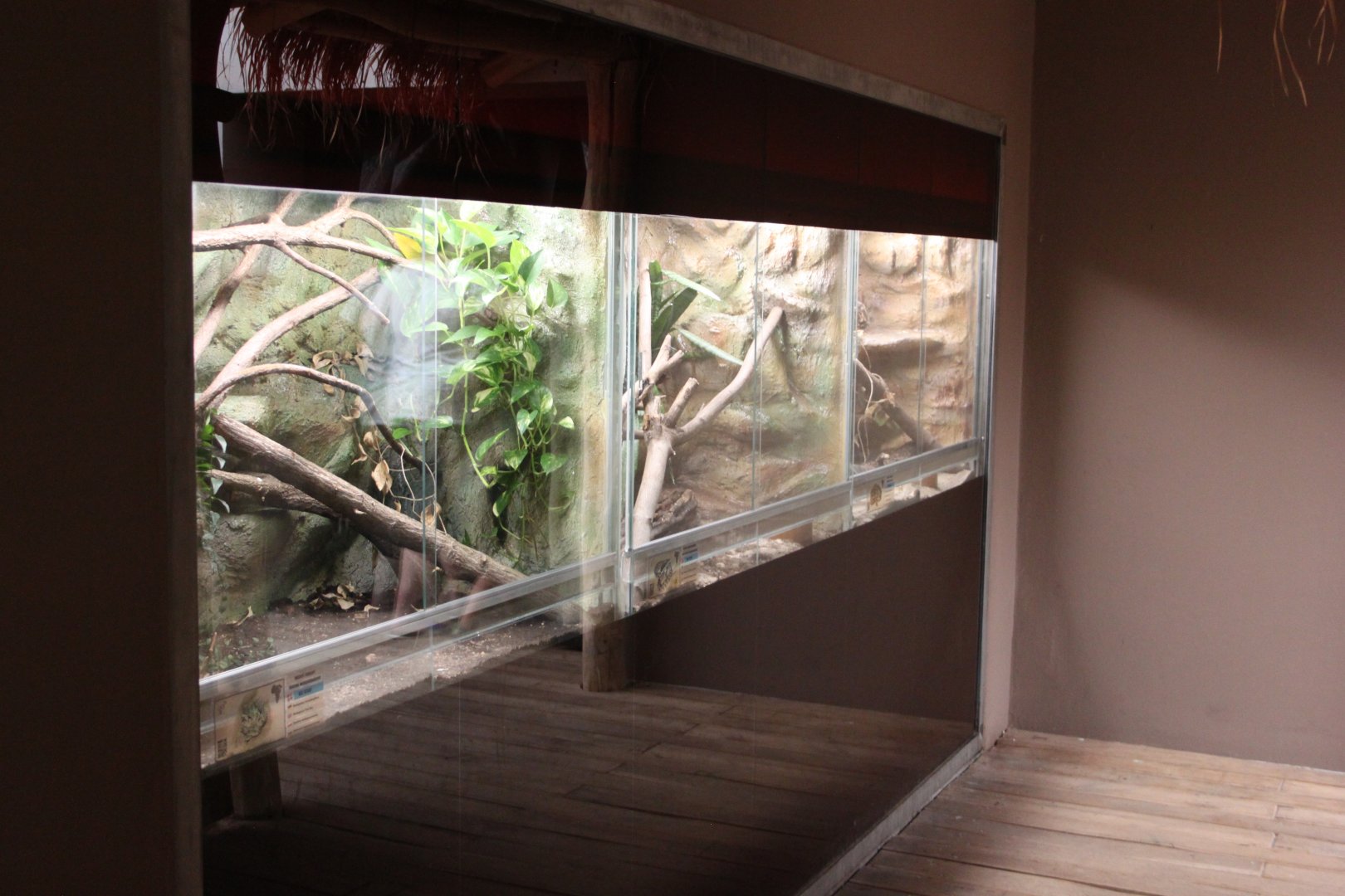 Bird house - Madagascar hall - Terrarium part