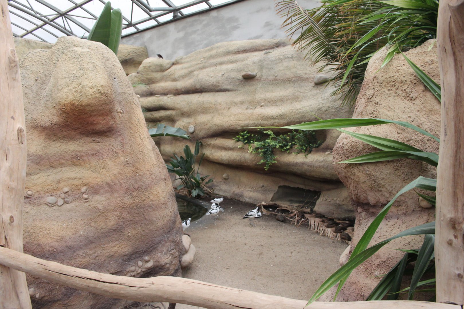 Bird house - Madagascar hall - Waterfowl pond