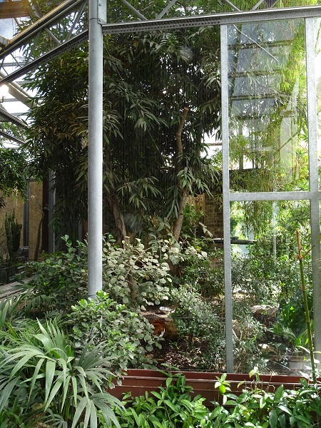 Bird House: Magascar crested ibis aviary (07/22)