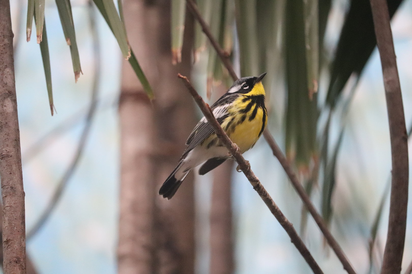 Bird House - Magnolia Warbler