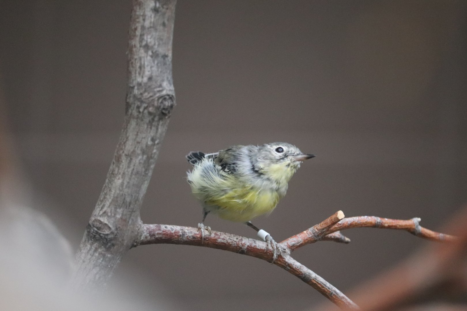 Bird House - Magnolia Warbler