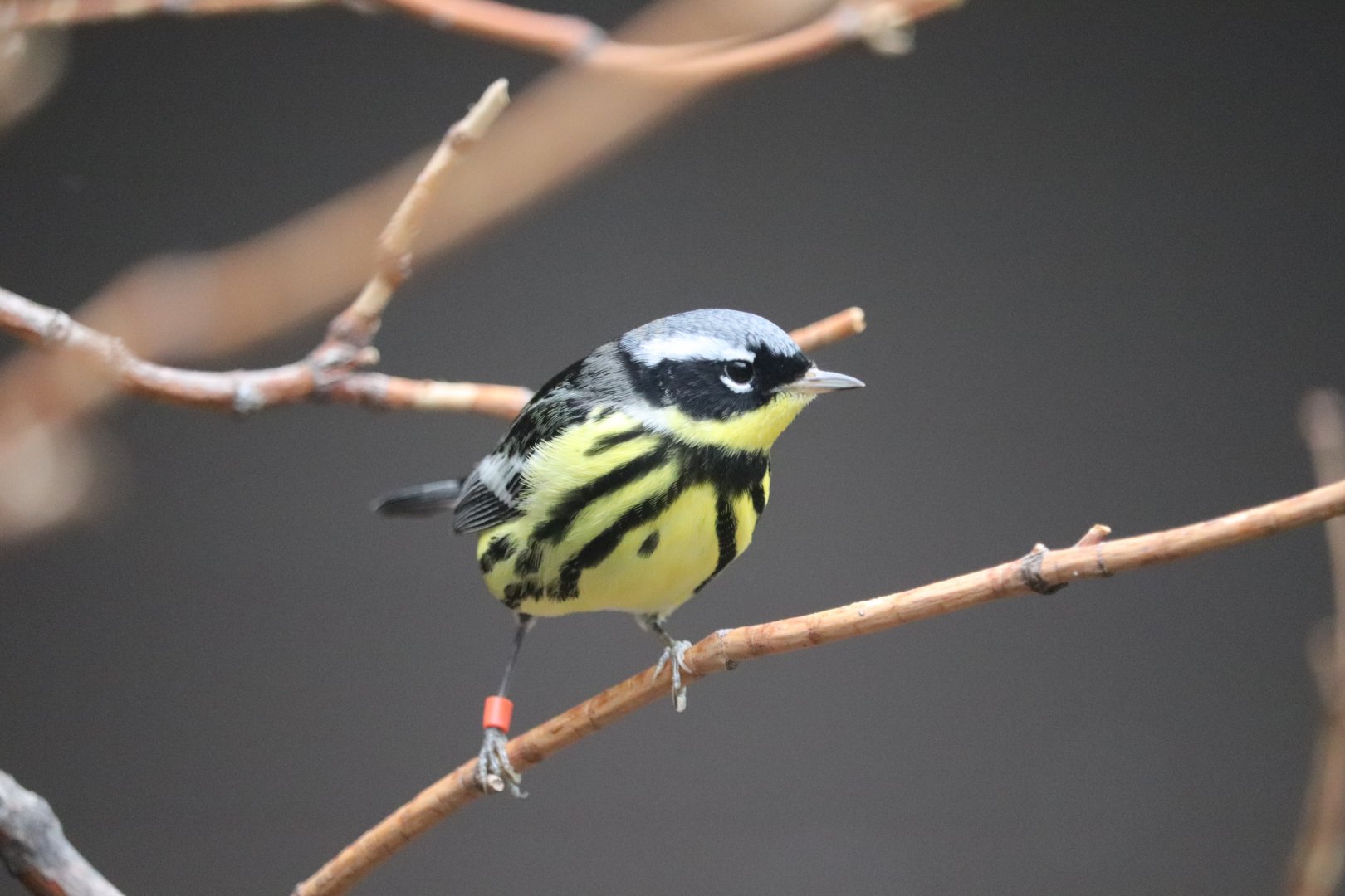 Bird House - Magnolia Warbler