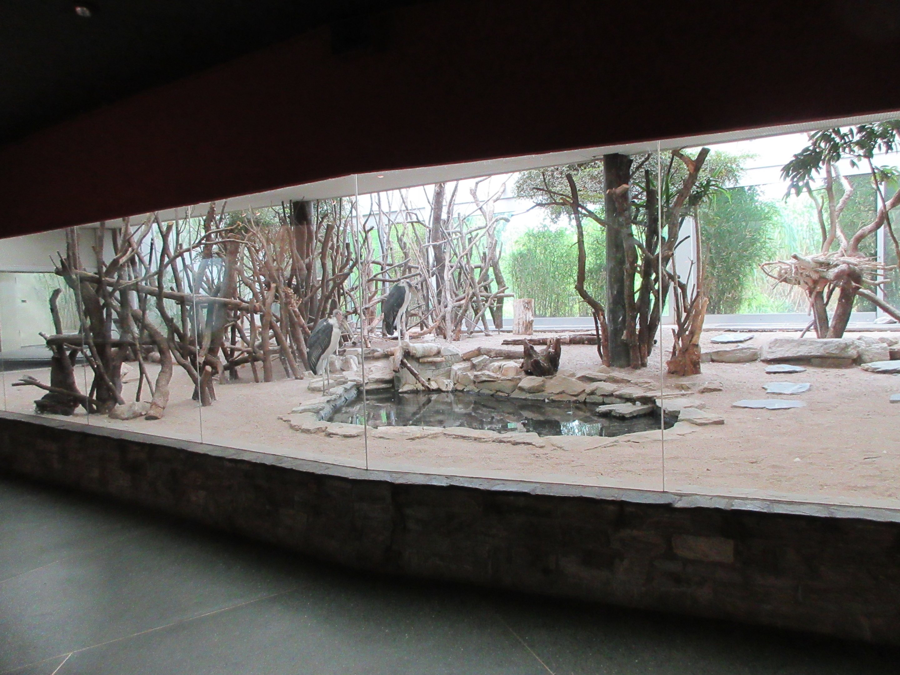 Bird House - Marabou Stork all-indoor aviary