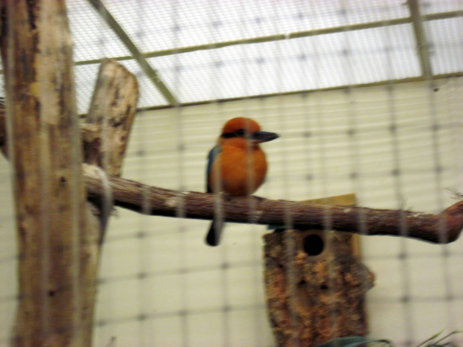 Bird House-Micronesian Kingfisher