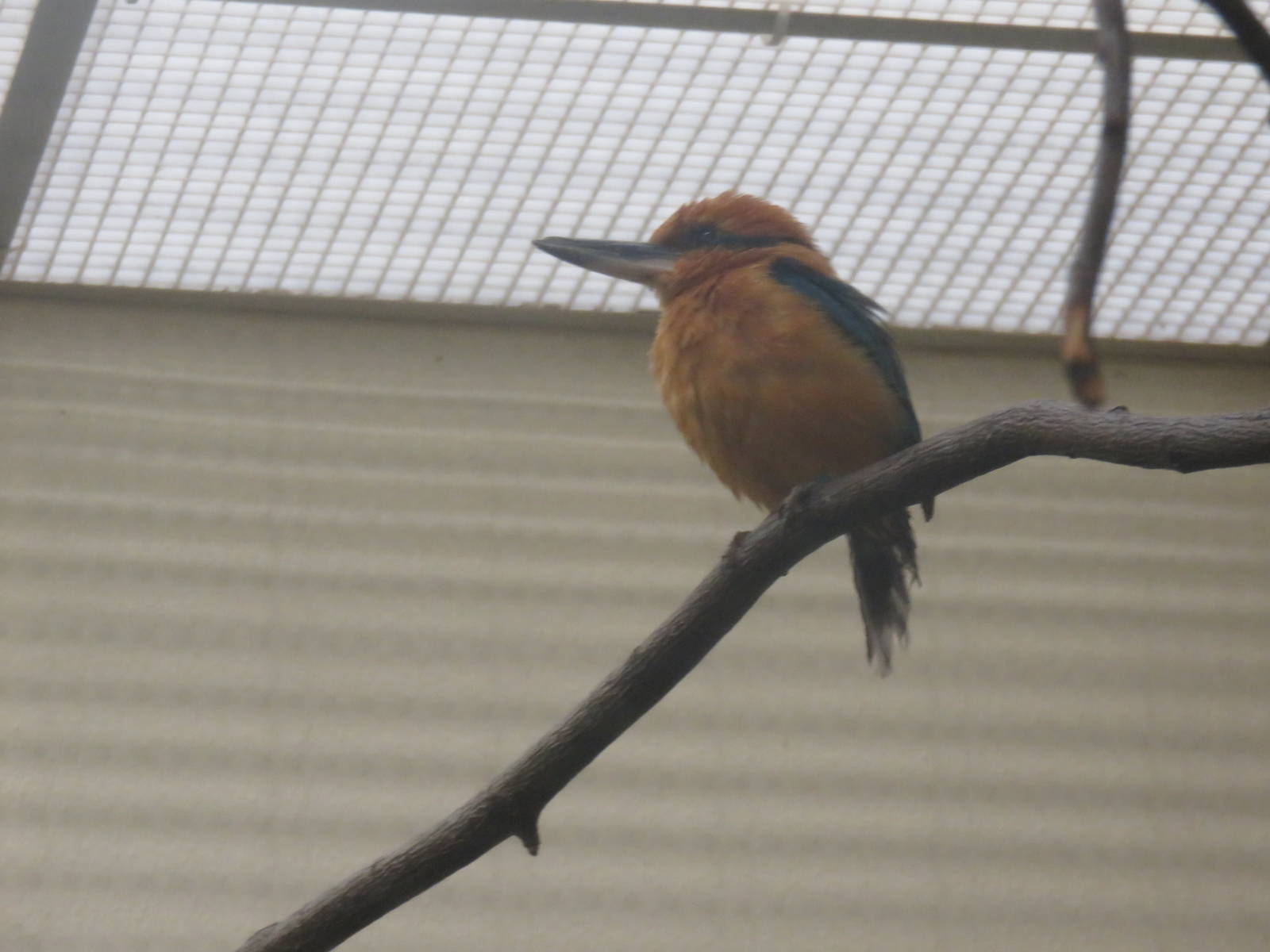 Bird House - Micronesian kingfisher