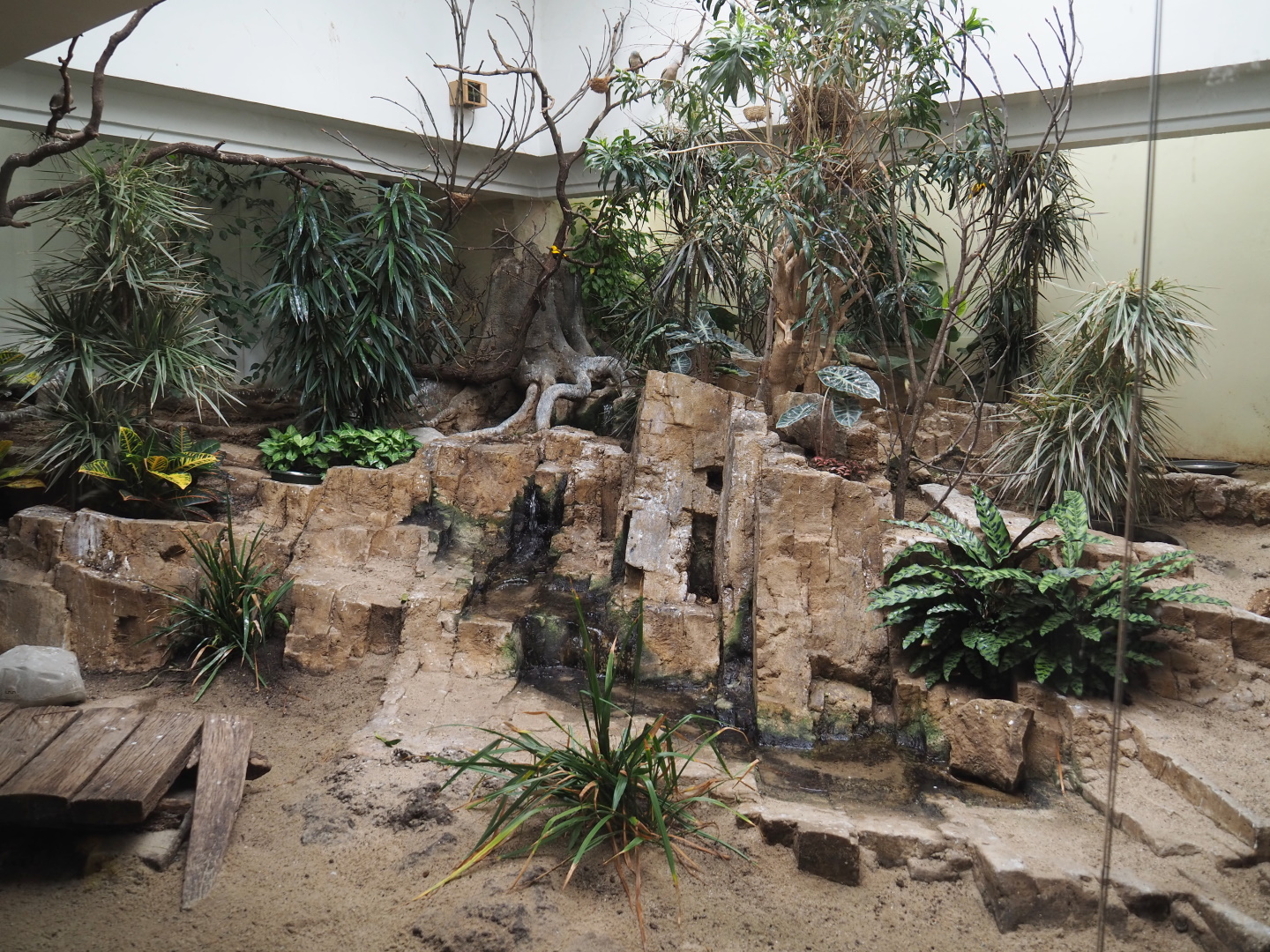 Bird house - Mixed African indoor aviary, 2021-07-17