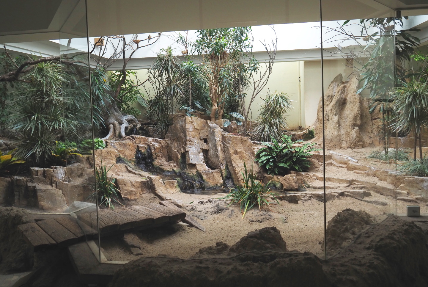 Bird house - Mixed African indoor aviary, 2021-07-17