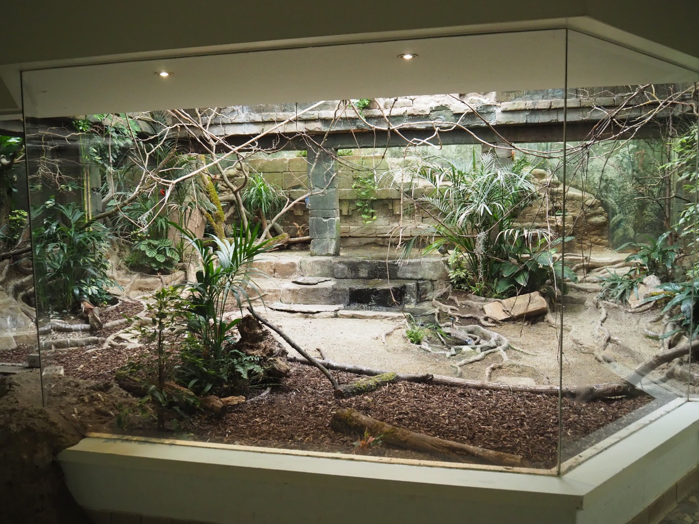 Bird House - Mixed American aviary