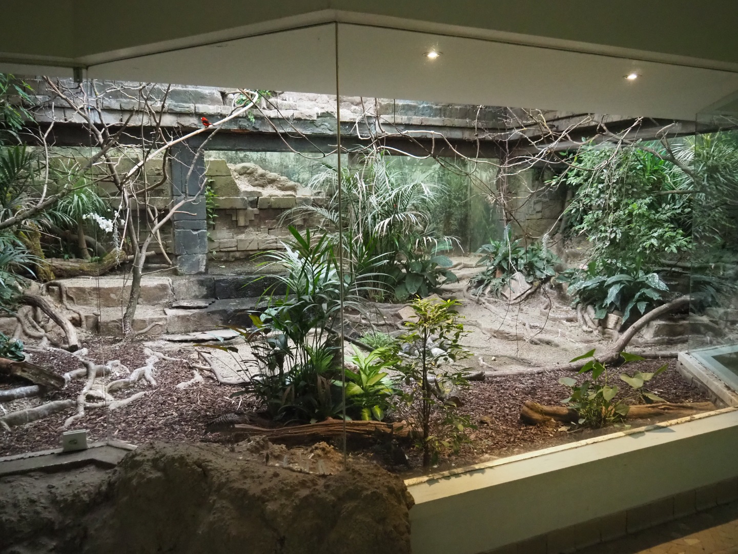 Bird House - Mixed American aviary