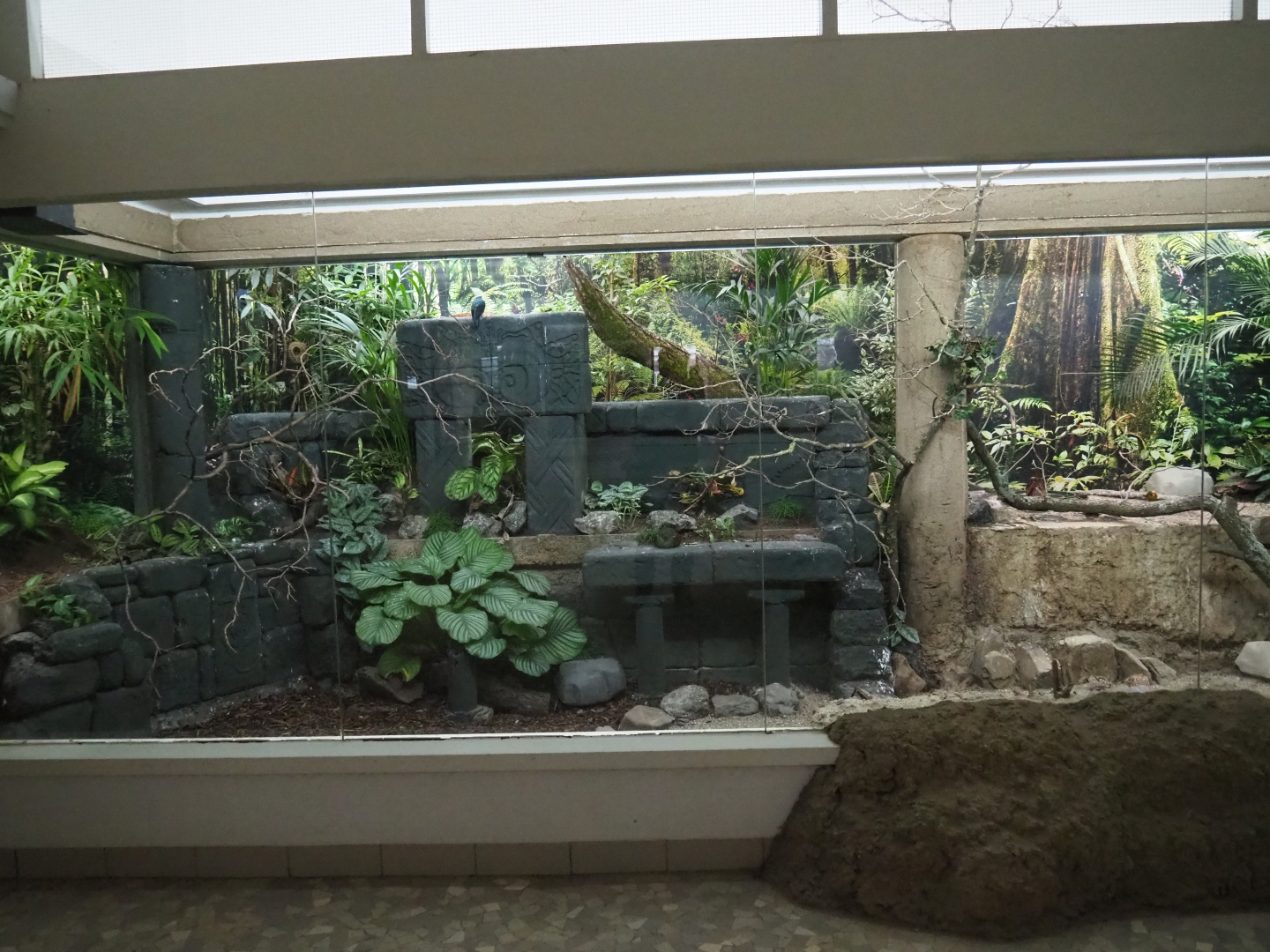 Bird House - Mixed Asian aviary