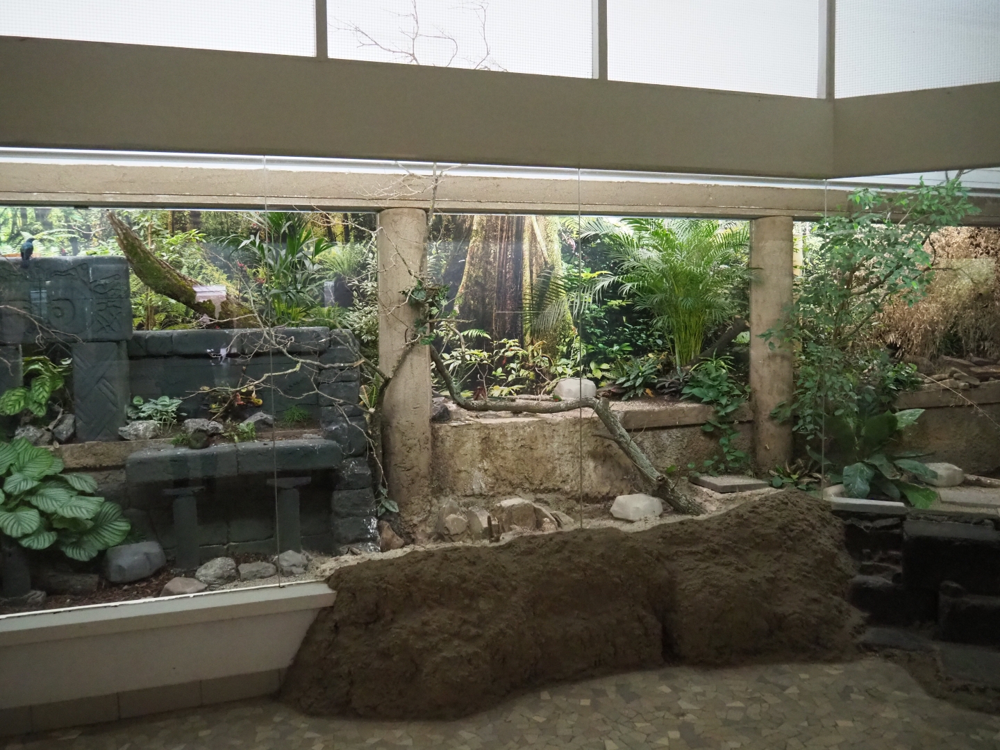 Bird House - Mixed Asian aviary