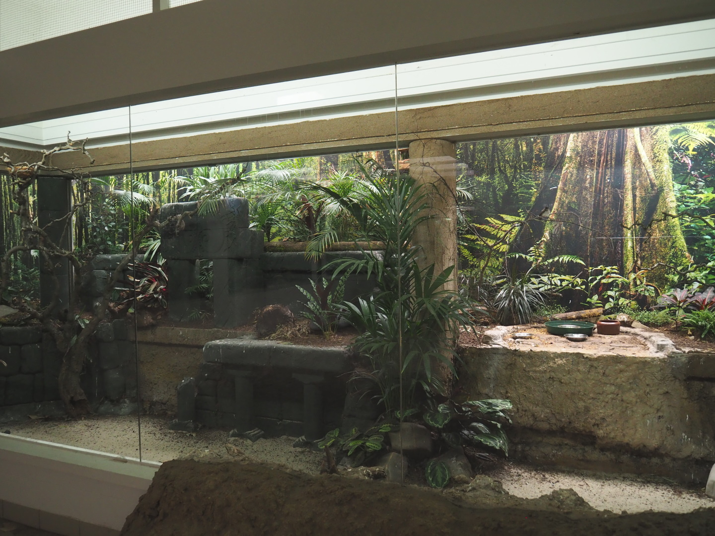 Bird house - Mixed Asian indoor aviary, 2021-07-17