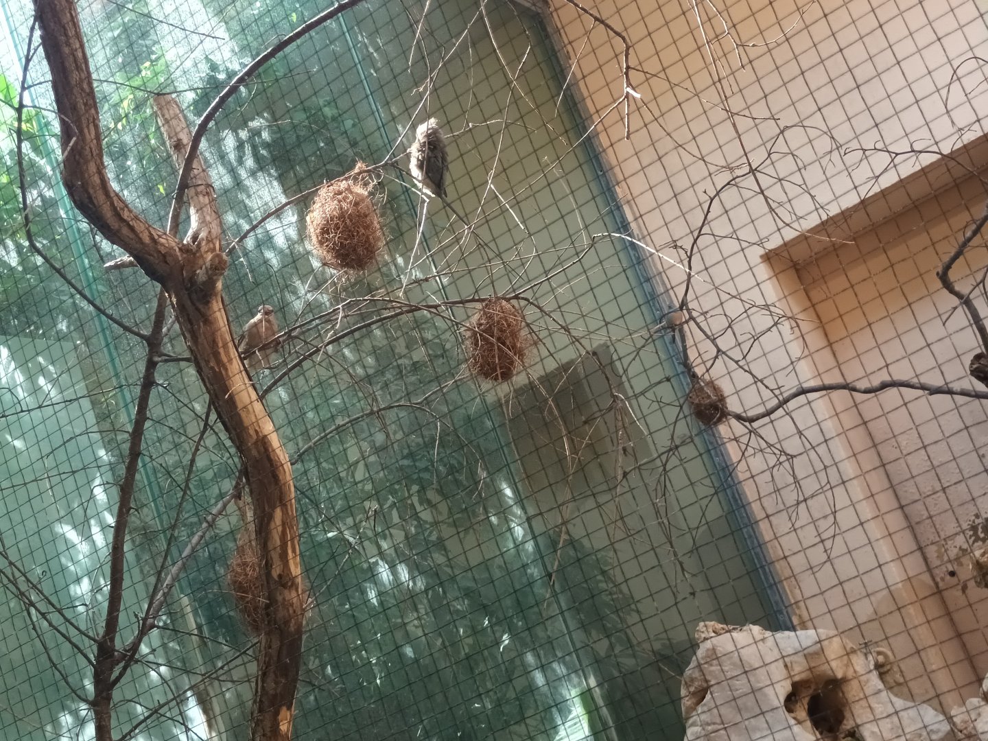 Bird House Mouse Birds