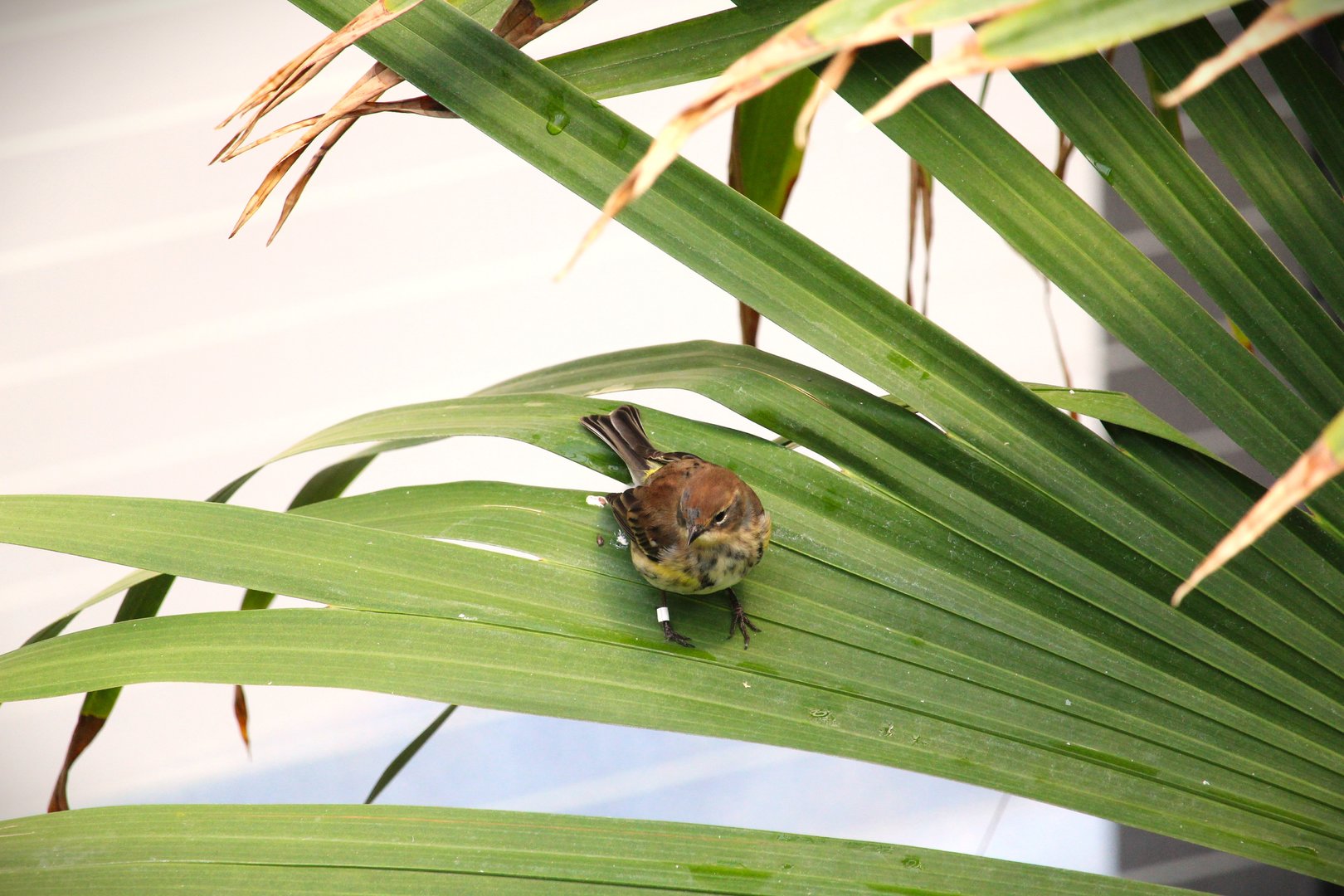 Bird House - Myrtle Warbler