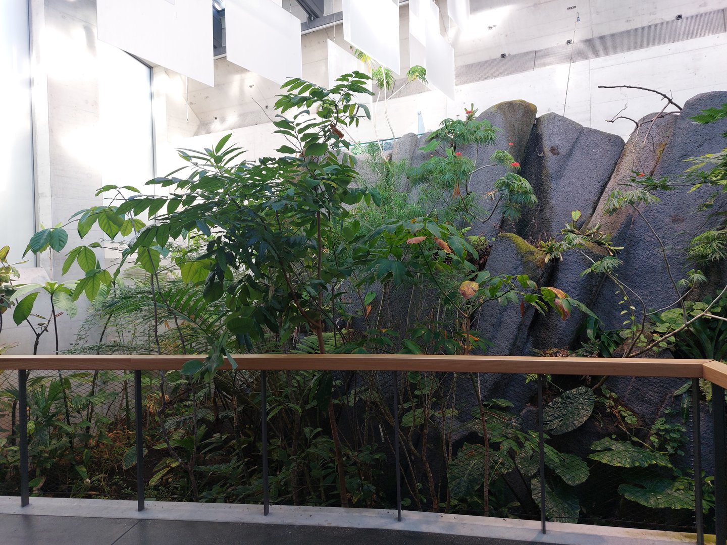 Bird house - neotropical section