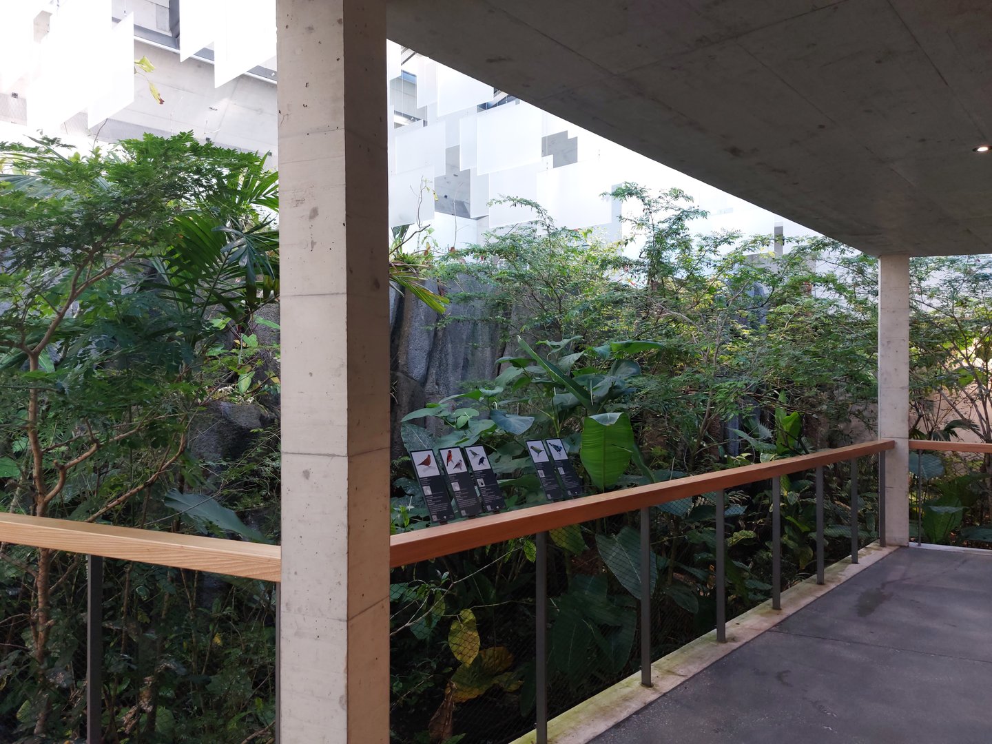 Bird house - neotropical section