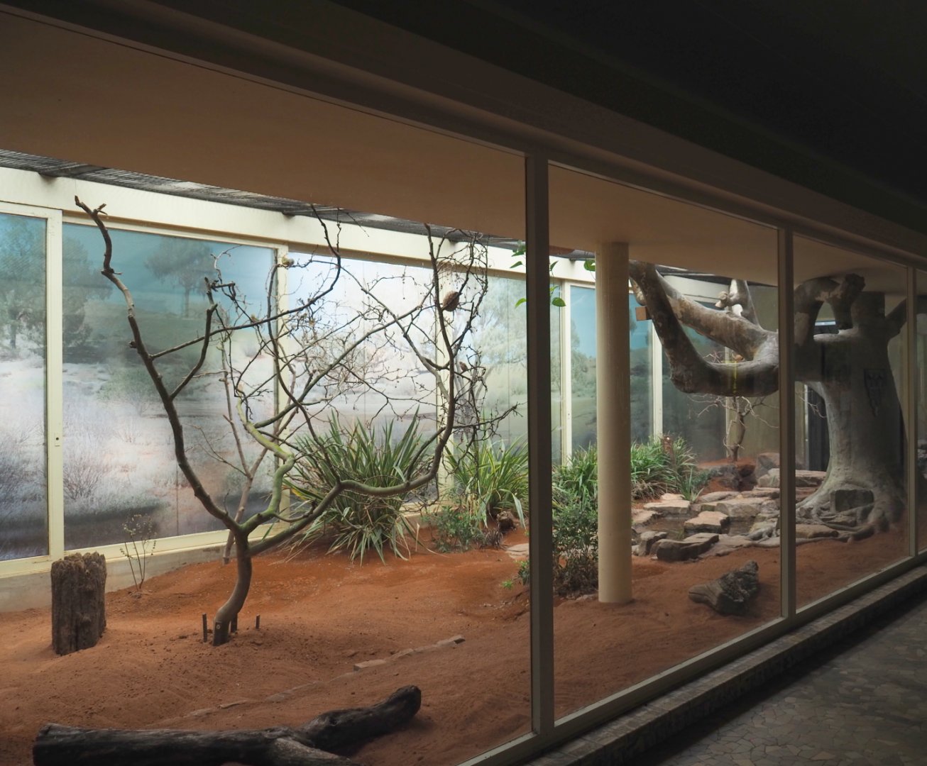 Bird house - New Estrildid finch aviary (Former Mexican military macaw indoor aviary), 2021-07-17