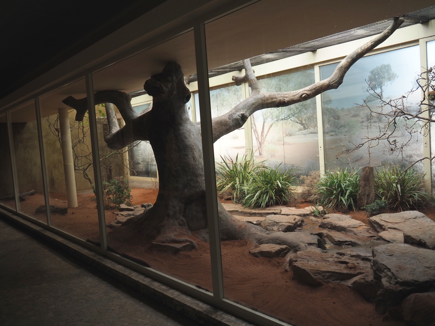 Bird house - New Estrildid finch aviary (Former Mexican military macaw indoor aviary), 2021-07-17