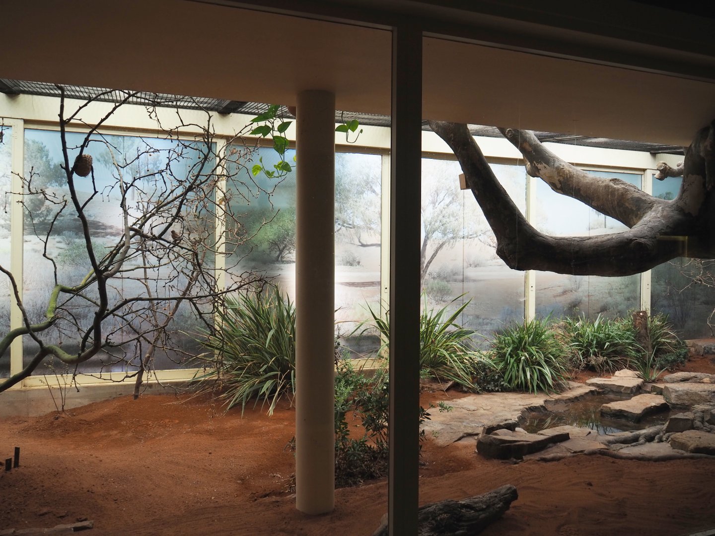 Bird house - New Estrildid finch aviary (Former Mexican military macaw indoor aviary), 2021-07-17