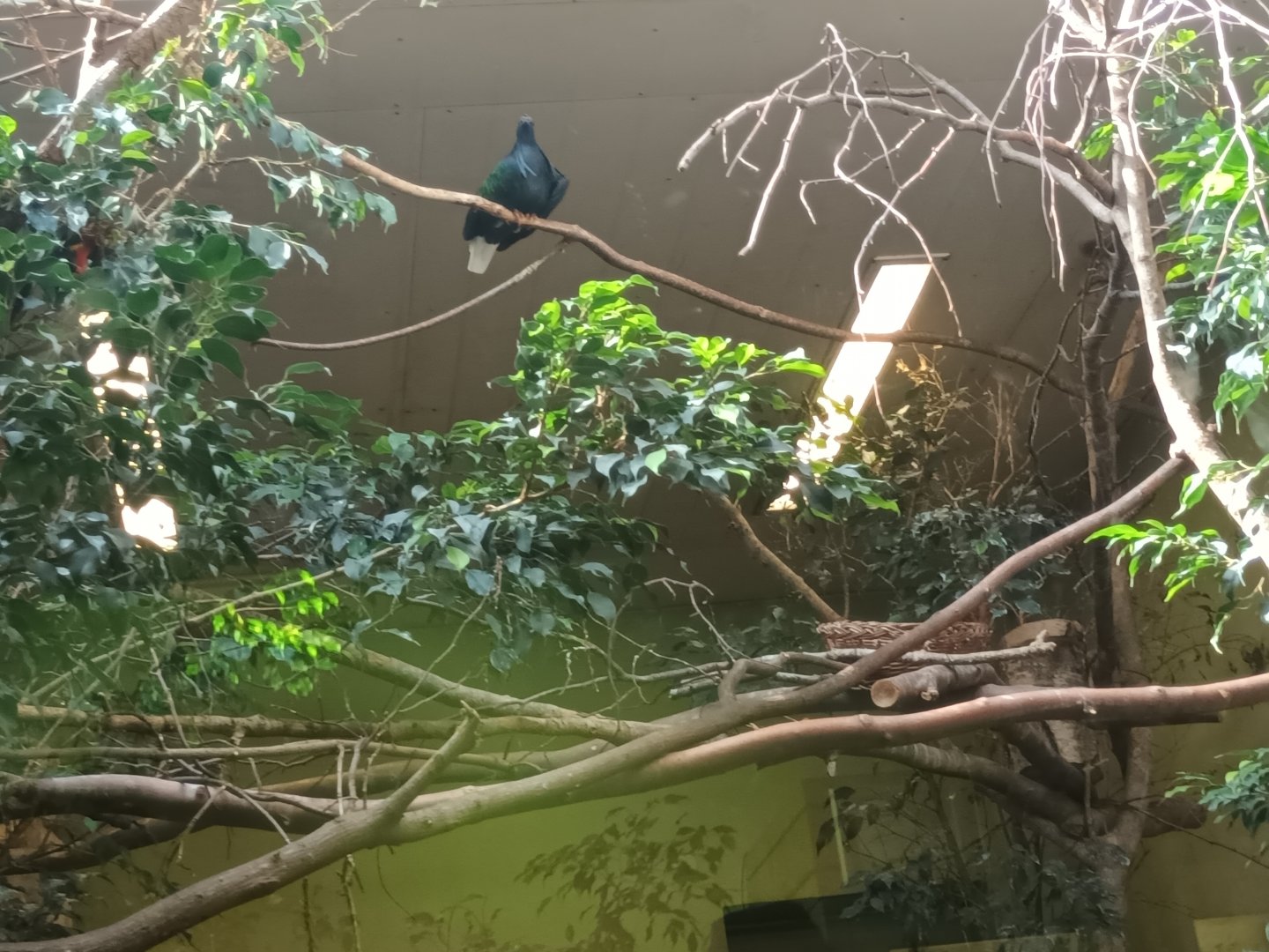 Bird House Nicobar Pigeon