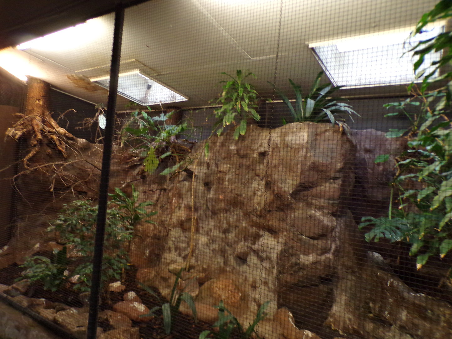 Bird house- Northern Cardinal and Superb fruit dove enclosure 6.7.23