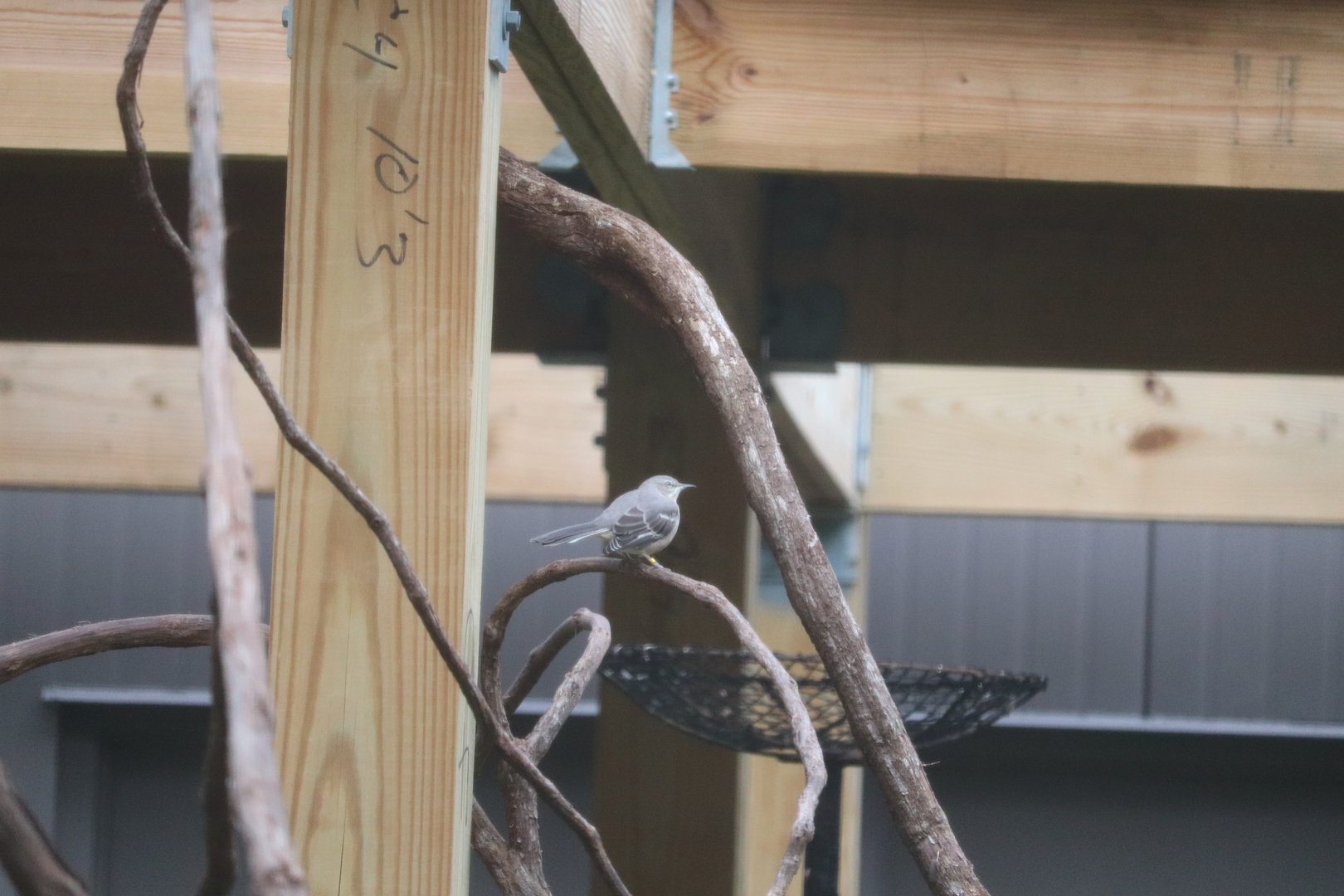 Bird House - Northern Mockingbird