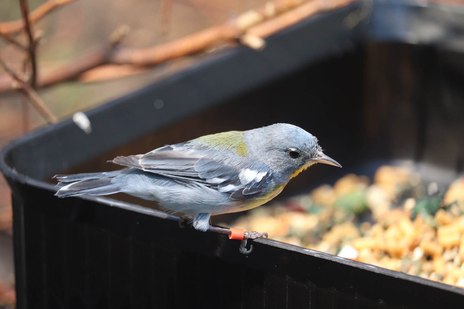Bird House - Northern Parula