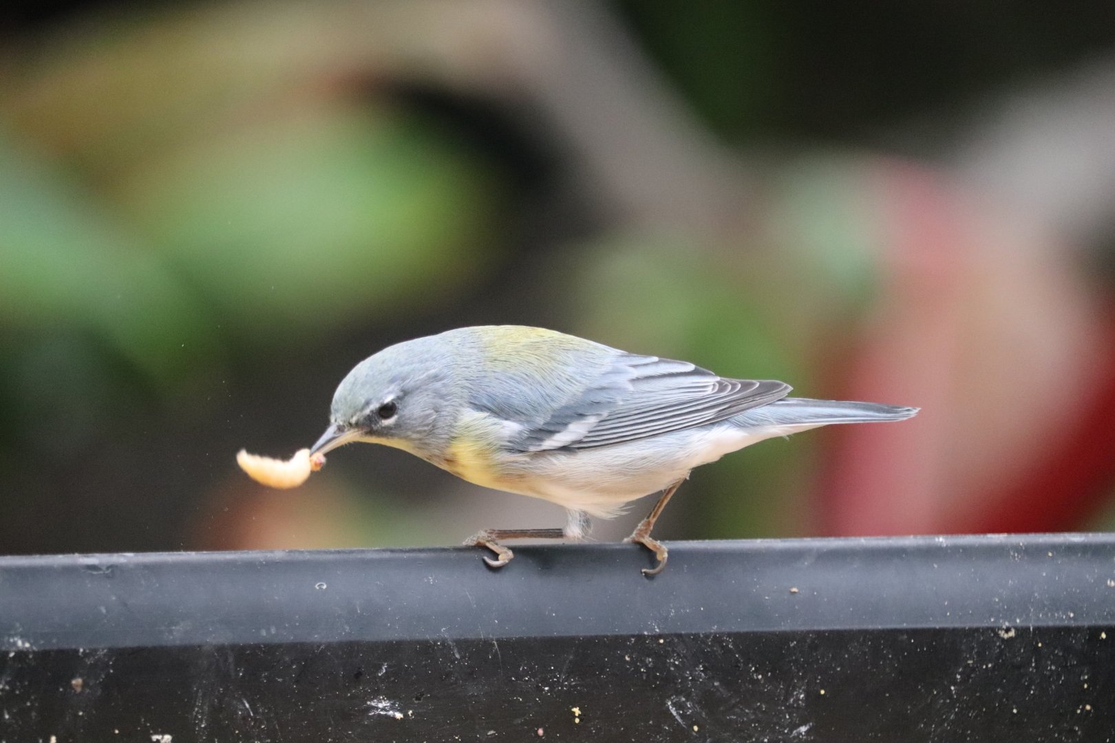 Bird House - Northern Parula