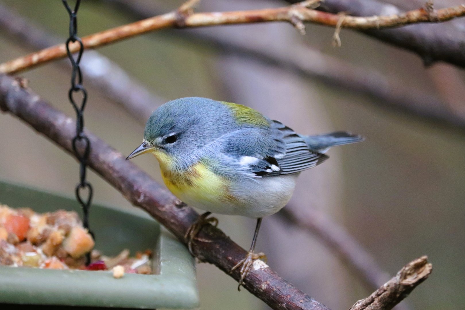 Bird House - Northern Parula