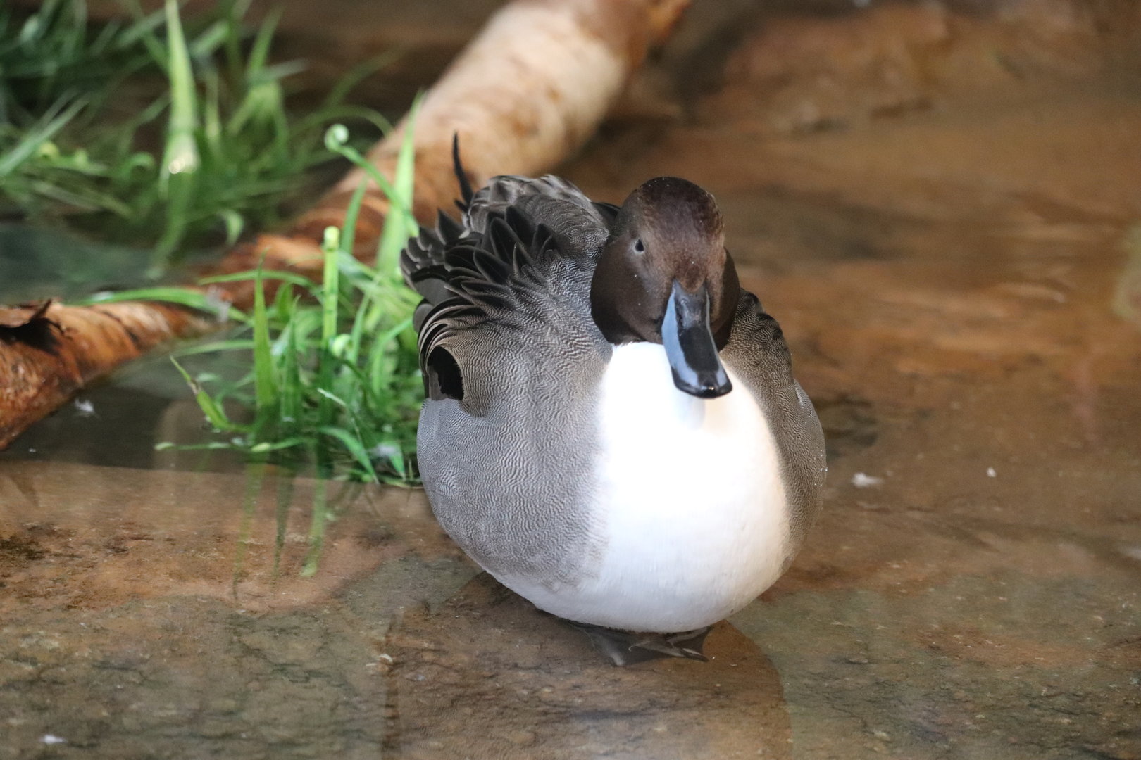 Bird House - Northern Pintail
